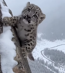 P1102001 snow leopard ran to me help (Part 2)