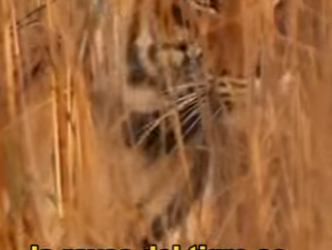 A2803009 The tiger’s surprise attack left the wild boar with nowhere to run (Part 2)