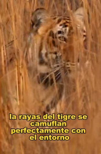 A2803009 The tiger’s surprise attack left the wild boar with nowhere to run (Part 2)