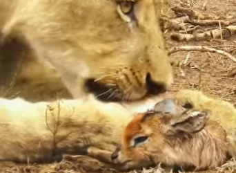 A2803008 The lioness cared for the little antelope as if it were her own child (Part 2)