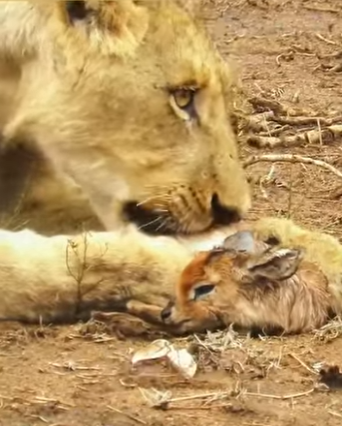 A2803008 The lioness cared for the little antelope as if it were her own child (Part 2)