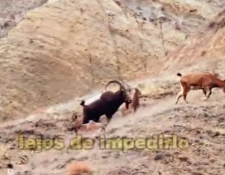 A2803010 Siberian ibex enter domesticated sheep flocks in search of mates (Part 2)
