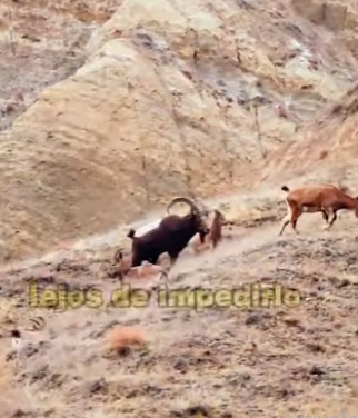 A2803010 Siberian ibex enter domesticated sheep flocks in search of mates (Part 2)