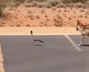 A2803012 Coyotes chasing a runner (Part 2)
