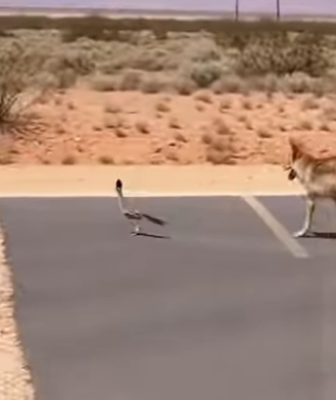 A2803012 Coyotes chasing a runner (Part 2)