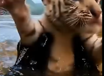 C2503003 Giant Snake took my Tiger Cub… then THIS happened! (Part 2)