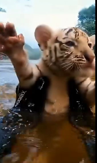 C2503003 Giant Snake took my Tiger Cub… then THIS happened! (Part 2)