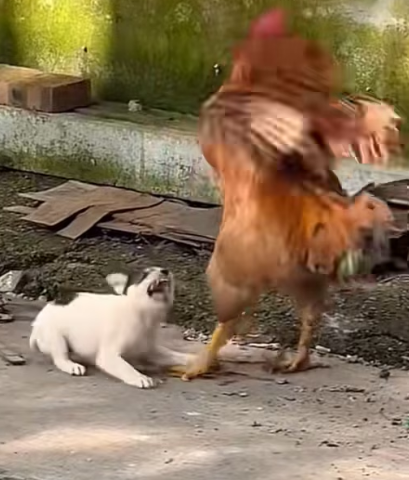 C1603011 abandoned puppy (Part 2)