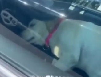 K2703003 He Broke a Car Window to Save a Dog (Part2)