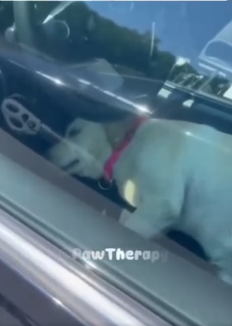 K2703003 He Broke a Car Window to Save a Dog (Part2)