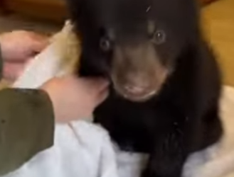 S2703002 A wounded mother left her cub at my door (Part 2)