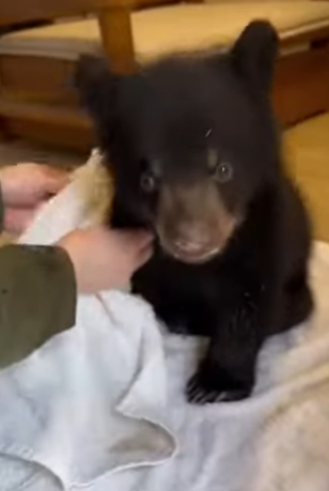 S2703002 A wounded mother left her cub at my door (Part 2)