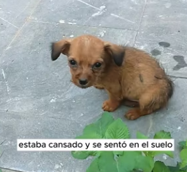 R2803004 I found a lost puppy by the side of the road (Part 2)