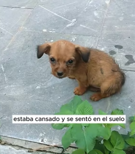 R2803004 I found a lost puppy by the side of the road (Part 2)