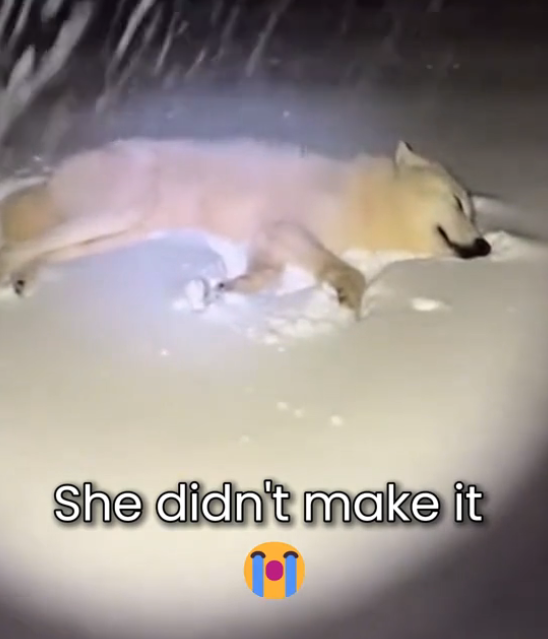 P1302004 Wolf Leave His Baby In My Doormat (Part 2)