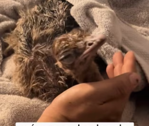 R2803012 One rainy day, I found an abandoned baby ostrich on the road (Part 2)