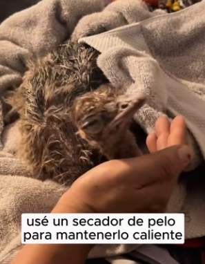 R2803012 One rainy day, I found an abandoned baby ostrich on the road (Part 2)