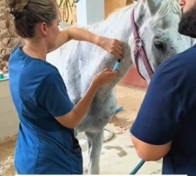 R2803006 We found an abandoned, dying white horse (Part 2)