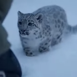 P0203006 lives of snow leopard her cub are in danger. (Part 2)