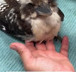 R2803008 A man found a small bird that had fallen into the water, shaking and very scared (Part 2)