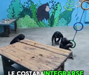 R2803011 Is the baby gorilla cleaning (Part 2)