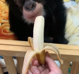 R2803009 Is the baby gorilla cleaning (Part 2)