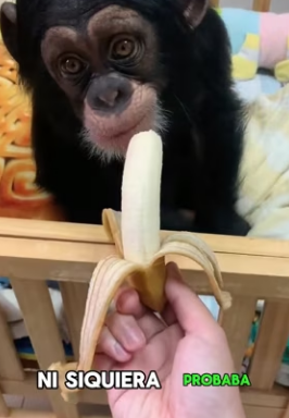 R2803009 Is the baby gorilla cleaning (Part 2)