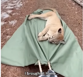 P0502011 found mountain lion in woods, barely more than akin bone (Part 2)