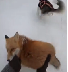 P2712018 After being rescued snow, fox brings back an unexpected gu (Part 2)