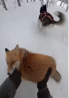 P2712018 After being rescued snow, fox brings back an unexpected gu (Part 2)