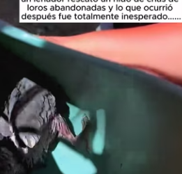 R2803005 A logger rescued a nest of abandoned baby parrots…(Part 2)