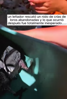 R2803005 A logger rescued a nest of abandoned baby parrots…(Part 2)