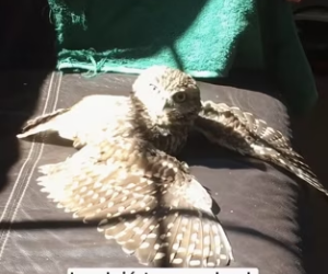 R2803002 A man found an owl trapped in the mud (Part 2)