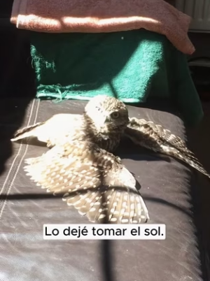 R2803002 A man found an owl trapped in the mud (Part 2)