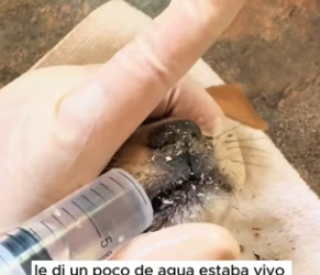 R2803001 I saw a dying puppy with its face covered in flies (Part 2)