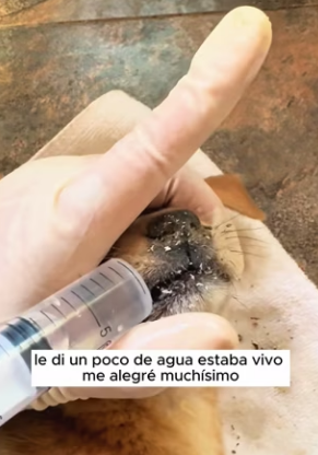 R2803001 I saw a dying puppy with its face covered in flies (Part 2)