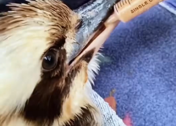 R2603011 A kind man rescued a trapped kookaburra and then this happened (Part 2)