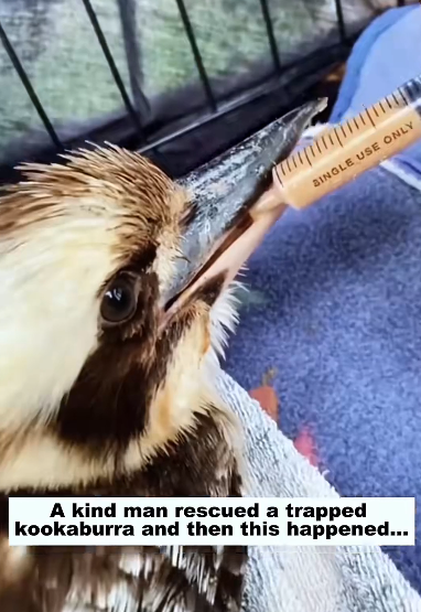 R2603011 A kind man rescued a trapped kookaburra and then this happened (Part 2)