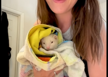 I2803004 So glad this little guy has a loving home now 🥰 (Part 2)