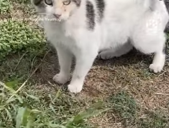 I2803003 Mother watches 13-year-old earn homeless cat’s trust (Part 2)