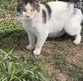 I2803003 Mother watches 13-year-old earn homeless cat’s trust (Part 2)