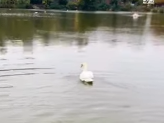 I2803001 The moment he sees her, he comes flying through the water ❤️ (Part 2)