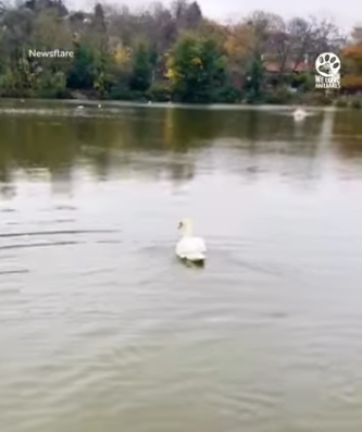 I2803001 The moment he sees her, he comes flying through the water ❤️ (Part 2)
