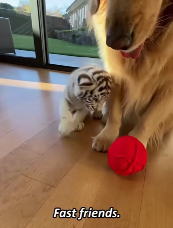 P1603006 Baby lion Remembered name who saved his life (Part 2)