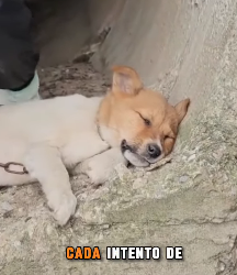 M2703004 💔 “Me encadenaron dentro de un tubo… solo esperaban que el agua terminara conmigo” (Parte 2)