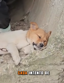 M2703004 💔 “Me encadenaron dentro de un tubo… solo esperaban que el agua terminara conmigo” (Parte 2)