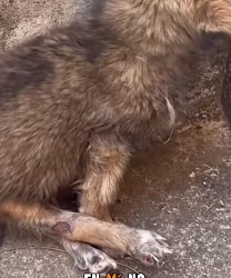 M2703003 💔“Nací con mis patitas torcidas… y por eso me tiraron a morir a la calle (Parte 2)