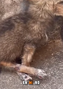M2703003 💔“Nací con mis patitas torcidas… y por eso me tiraron a morir a la calle (Parte 2)