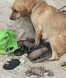 M2703002 Perrita rescatada Gracias amigos animalistas, por rescatar a estos perritos. Deja un mensaje y compa (Parte 2)