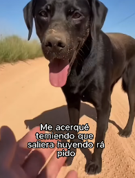F2603011 Rescue is not a verb, it’s a lifestyle. (Part 2)